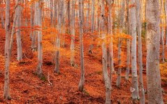 森林唯美风景桌面壁纸